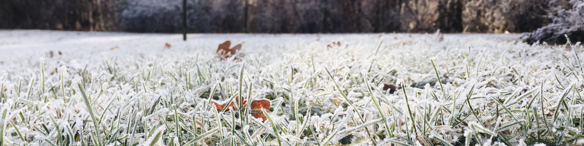 gazon winterklaar maken
