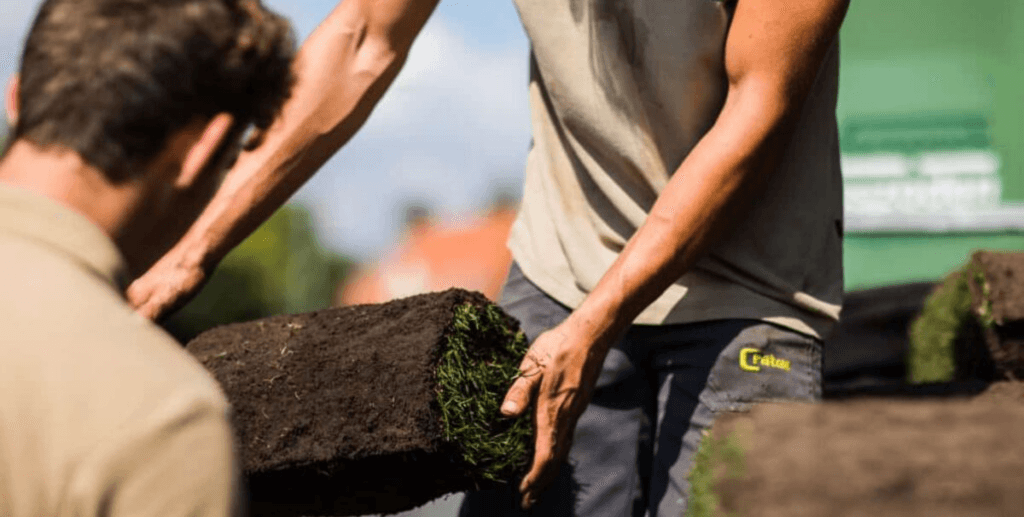 Ein Gärtner hebt ein Stück Rollrasen an, um es in einem Garten zu verlegen. Der Rasen ist frisch und grün.