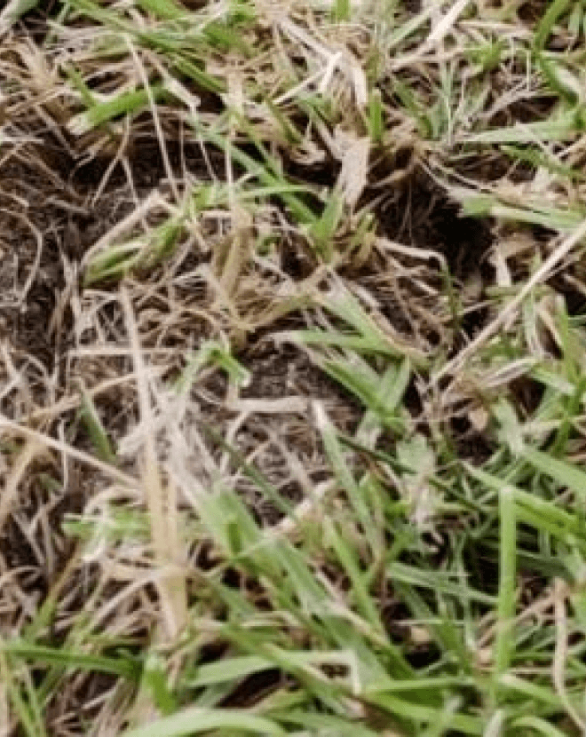 Ein naher Blick auf einen Rasen mit kahlen Stellen, wo das Gras abgefault ist und die Erde sichtbar ist. Dies deutet auf kahle Stellen hin.