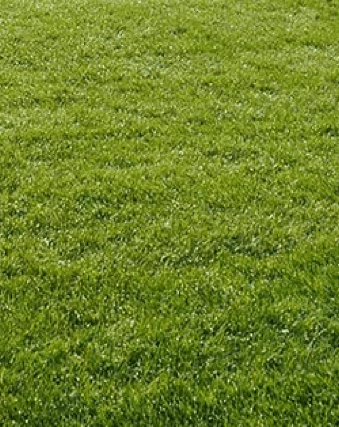 Eine Wiese mit besonders grünem Rasen, der bereit ist gemäht zu werden