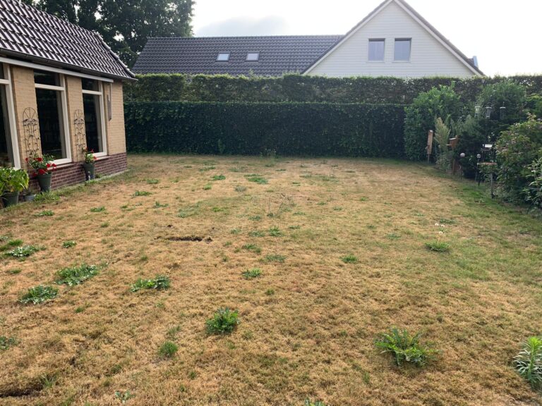 Verbrannter und lückenhafter Rasen mit gelben Flecken und Unkrautbewuchs. Trockenheit, Nährstoffmangel oder falsche Pflege können die Ursachen sein.