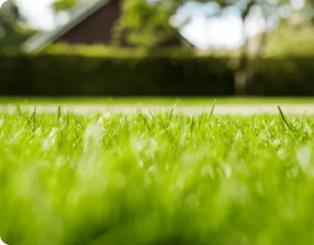 Ein klarer Blick auf frisches, grünes Gras im Garten, das in der Sonne leuchtet. Die Details des Grases sind scharf, während der Hintergrund weich und unscharf bleibt.