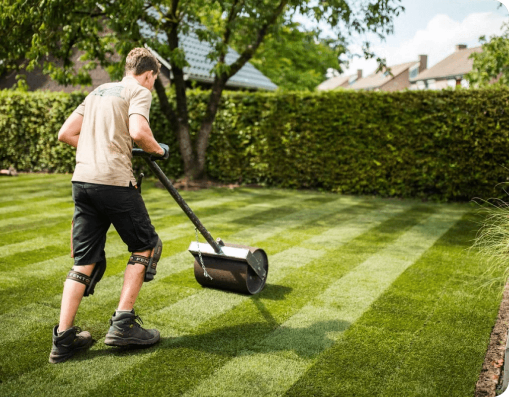Rasenprofi walzt frisch verlegten Rollrasen mit einer schweren Rasenwalze an, um eine ebene Fläche und optimalen Bodenkontakt zu gewährleisten. Im Hintergrund dichter grüner Garten.