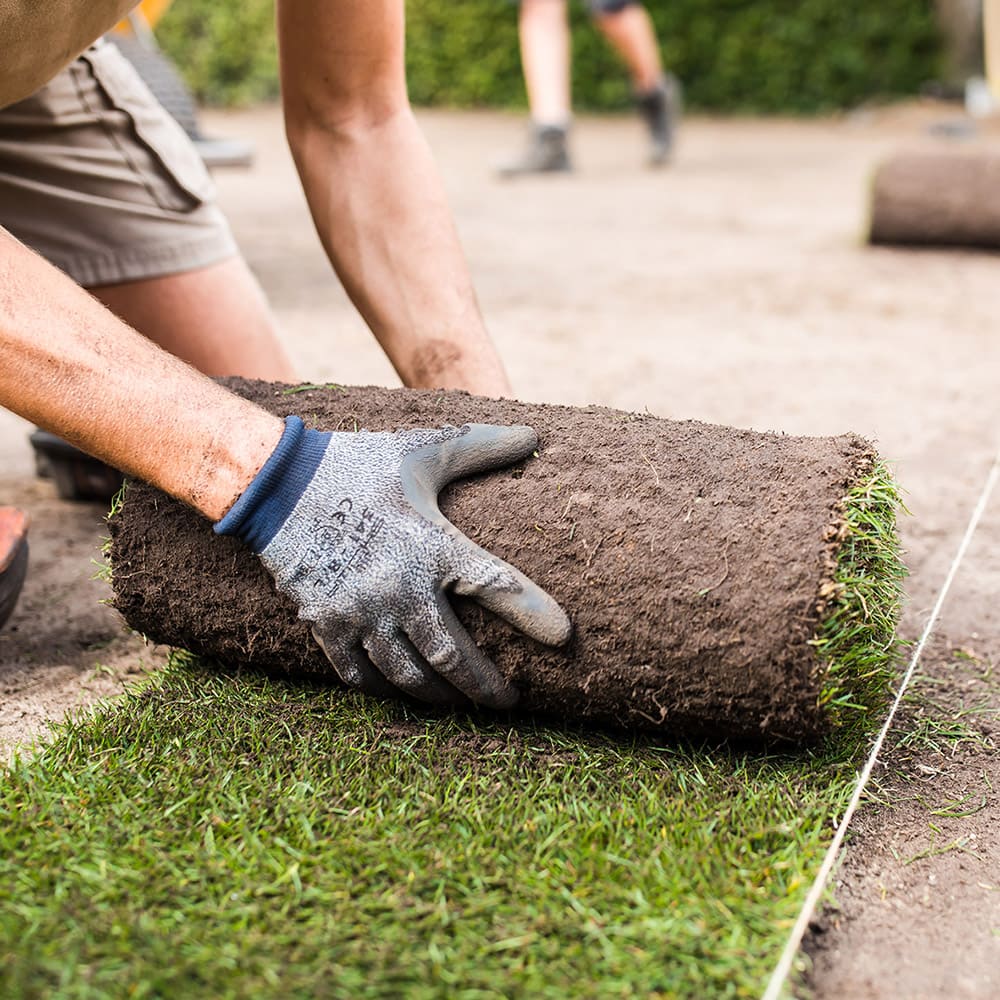 Ein Gärtner verlegt einen frischen Rollrasen, der mit Erde bedeckt ist. Der Rasen wird präzise entlang einer Führungslinie ausgerichtet, um eine gleichmäßige Fläche zu schaffen.
