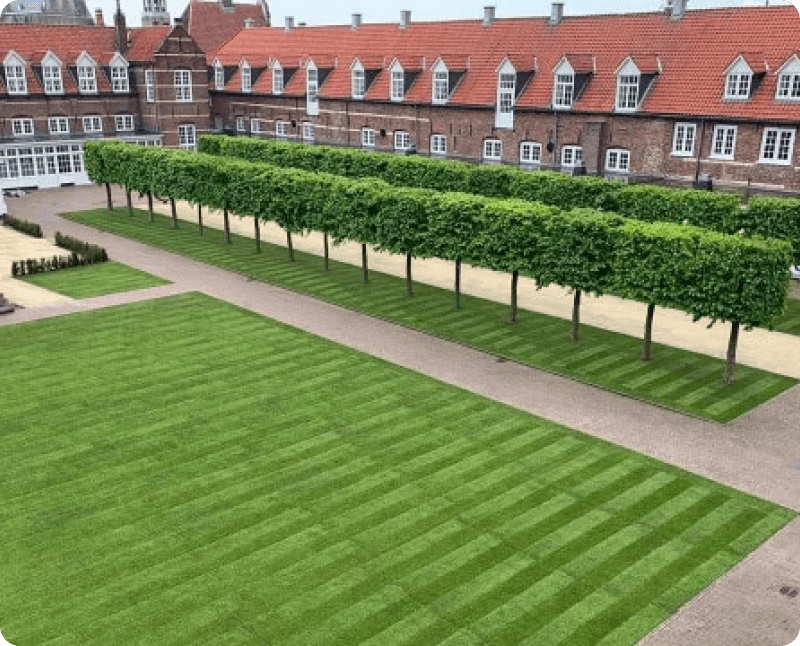 Eine gepflegte Rasenfläche mit klar sichtbaren Streifen, die durch gleichmäßiges Mähen entstanden sind. Auf beiden Seiten der Rasenfläche stehen gepflegte Bäume in einer Reihe, und im Hintergrund ist ein Gebäude zu sehen.