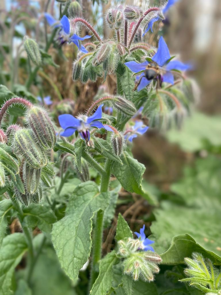 Detailaufnahme von Borretschblüten mit rosa und blauen Farbtönen.