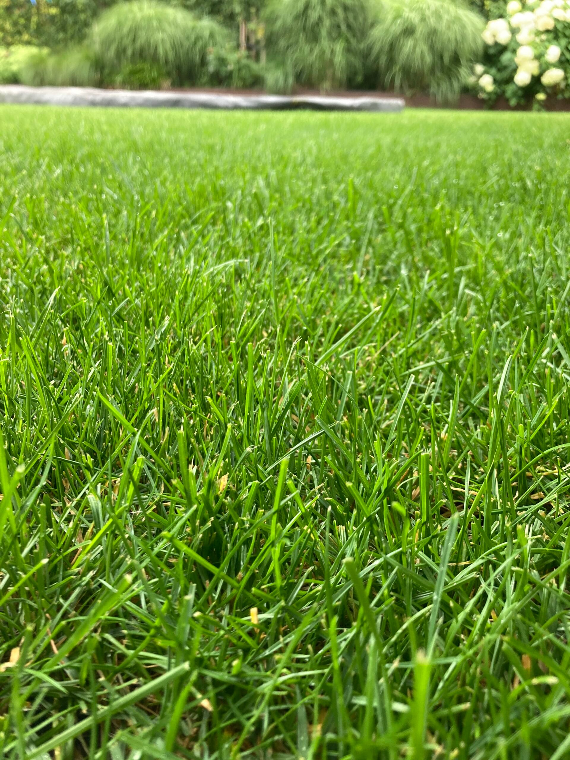 Eine Nahaufnahme von dichtem, gesundem Gras, das eine saftige grüne Fläche bildet. Im Hintergrund sind weich fokussierte Pflanzen und Blumen zu erkennen.