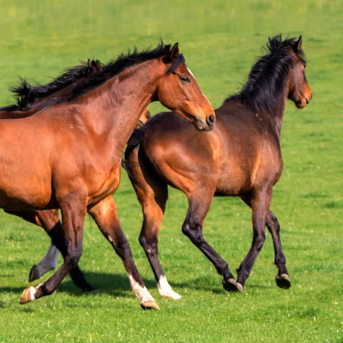 Mehrere Pferde galoppieren über eine grüne, dichte Weide. Das speziell entwickelte Gras-Saatgut sorgt für eine widerstandsfähige und nährstoffreiche Pferdeweide.