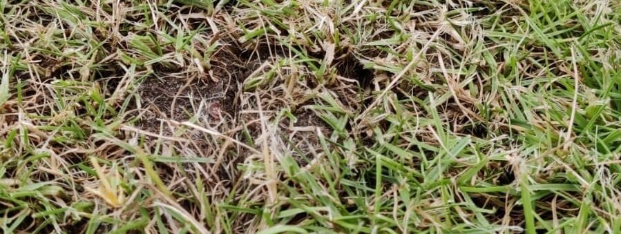 Eine Nahaufnahme eines Rasens mit mehreren kahlen Stellen, an denen das Gras spärlich oder gar nicht wächst.