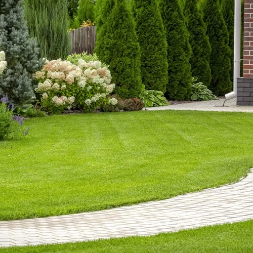 Eine schöne Rasenfläche, umgeben von gepflegten Büschen und Bäumen. Ein gut angelegter Garten mit grünen Pflanzen und gepflegtem Rasen.